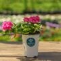 Verbena – Lanai Candy Pink – 4.5″ Pot